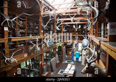 Trofei di caccia, Castello di Dunrobin, Golspie, Sutherland, Scozia Foto Stock