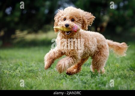 Il giocattolo di albicocca scarabocchietta correndo freneticamente verso la macchina fotografica, molto felice, giocando, addestrato, sull'erba verde in un parco. Cucciolo dorato pepato mordente un morbido strofinamento Foto Stock