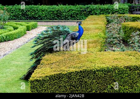Peacock al giardino del castello di Warwick - Warwick, Warwickshire - Inghilterra, Regno Unito Foto Stock