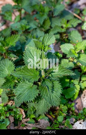 Primi tiri di ortica (Urtica dioica) nella foresta primaverile. Foto verticale Foto Stock