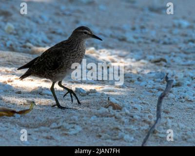 Tuamotu Sandpiper, Prosobonia parvirostris, una specie a rischio di estinzione che si trova solo nei Tuamotus della Polinesia francese Foto Stock