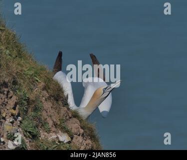 La gannetta del nord prende il largo dalle scogliere a Bempton Foto Stock