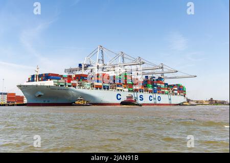 COSCO Development Container, la nave più grande da chiamare sulla costa orientale, entrò nel porto di Savannah River, dirigendosi verso la Georgia Ports Authority Foto Stock