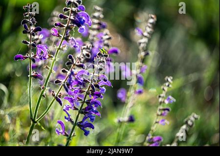 Bellissimo sfondo di fiori. La salvia prato, prato clary, Salvia pratensis. Foto Stock