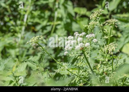 Foglie e fiori bianchi di Hemlock acqua-Dropwort / Oenanthe cocata. Pianta altamente velenosa che ama l'acqua e una delle piante più letali del Regno Unito. Foto Stock