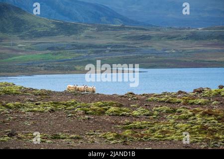 Le pecore islandesi pascolare sulle Highlands dell'Islanda occidentale, la penisola di Snaefelsnes. Spettacolare paesaggio di tundra vulcanica con montagne, crateri, laghi, ghiaia Foto Stock