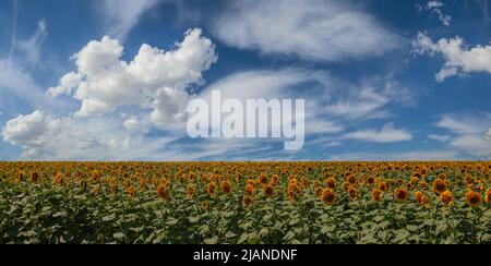 Paesaggio estivo. Bellissimo cielo di giorno sul campo di girasoli. Vista panoramica Foto Stock