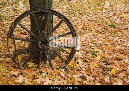 Vecchia ruota del carro propped in su contro Acer - tronco dell'albero dell'acero in autunno. Foto Stock