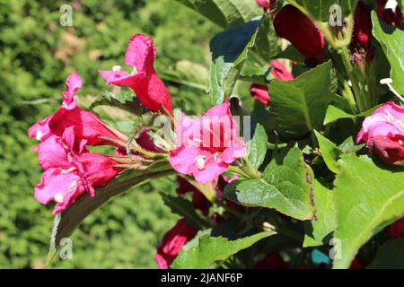 blühende rote, rubinrote Weigelien 'Bristol Ruby' (Weigela, Weigelia) vor Thuja Hecke im Garten, Hessen, Deutschland. Foto Stock