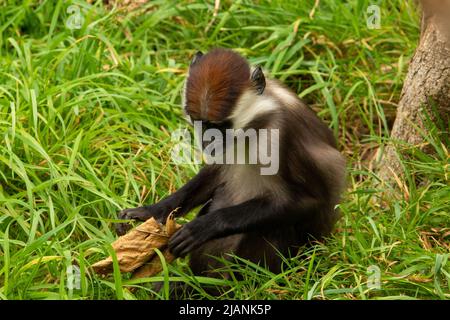 Un giovane mangabey coronato di ciliegia (Cercocebus torquatus) che gioca nell'erba con una foglia morta Foto Stock