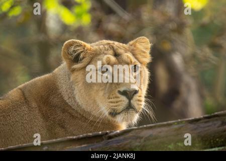 Leone asiatico (Panthera leo persica) primo piano della testa e delle spalle di un riposo Leone asiatico femminile con sfondo verde naturale Foto Stock