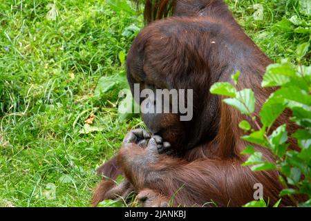 Primo piano di un orangutano borneano maschio adulto (Pongo pygmaeus) che mangia con uno sfondo verde erba Foto Stock