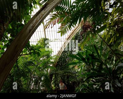 Richmond, Greater London, Inghilterra, maggio 18 2022: Royal Botanic Gardens Kew. Palm House interno coperto di flora come due persone dare un'occhiata intorno. Foto Stock