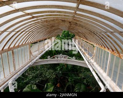 Richmond, Greater London, Inghilterra, maggio 18 2022: Royal Botanic Gardens Kew. Parte della Palm House con una abubdance di flora all'interno. Foto Stock