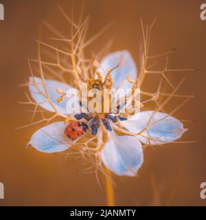 ladybug su un fiore selvatico Foto Stock