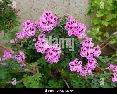 Richmond, Greater London, Inghilterra, maggio 18 2022: Royal Botanic Gardens Kew. Fiori viola all'interno del Conservatorio Prince of Wales. Foto Stock