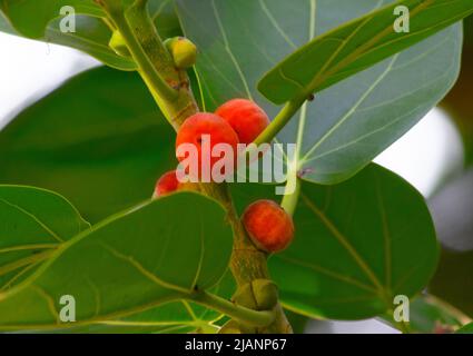 Frutti di un albero di Banyan Foto Stock