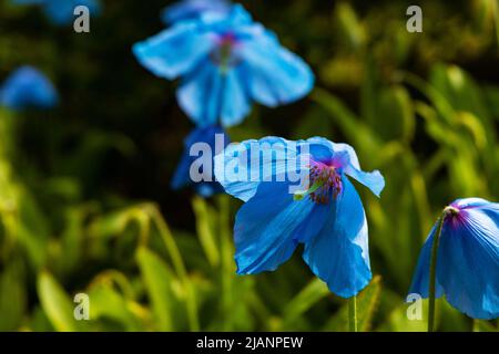 fiori di papavero blu himalaya Foto Stock