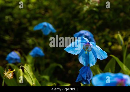 fiori di papavero blu himalaya Foto Stock