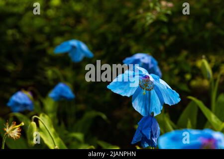 fiori di papavero blu himalaya Foto Stock