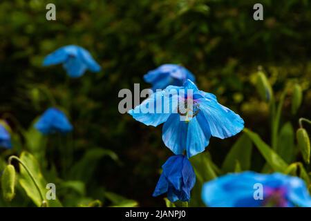 fiori di papavero blu himalaya Foto Stock