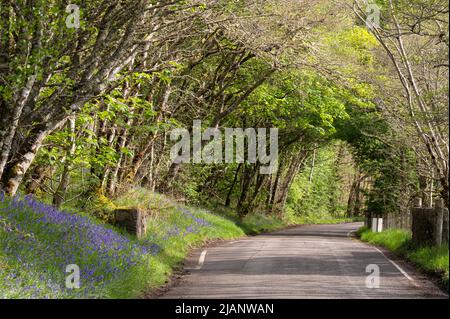 I bluebells erano piuttosto bello a Strathglass oggi, ho pensato che bode bene per un Buon giorno. Mi sono sbagliato. Era un incubo assoluto di un giorno. Foto Stock