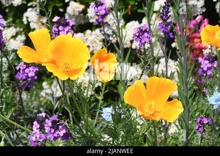 Poppies californiani dorati e brillanti,'Escholzia californica' in un confine misto di inizio estate in un giardino nel Somerset. Foto Stock