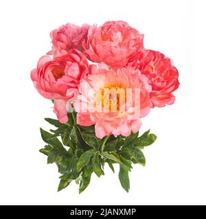 Bella peonie rosa fiori isolati su sfondo bianco Foto Stock