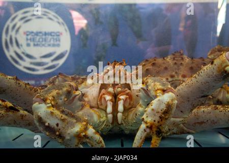 Mosca, Russia. 29th maggio 2022. Un granchio vivo in un acquario presso il sito del Festival della settimana del Pesce di Mosca in Piazza Manezhnaya nel centro di Mosca, Russia Foto Stock