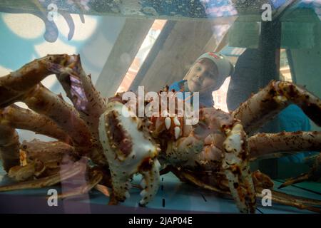 Mosca, Russia. 29th maggio 2022. Un granchio vivo in un acquario presso il sito del Festival della settimana del Pesce di Mosca in Piazza Manezhnaya nel centro di Mosca, Russia Foto Stock