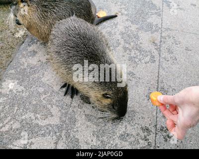 Primo piano di una nutria pelosa che mangia cibo e si erge sull'erba. Foto Stock