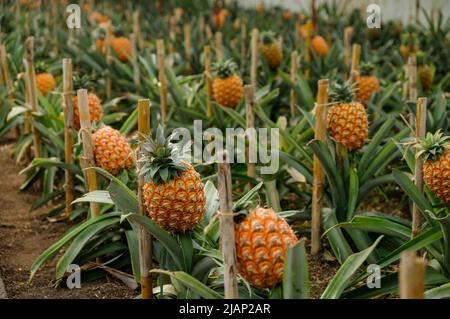 Serra tradizionale delle Azzorre piantagione di ananas. Un frutto di ananas a fuoco selettivo. Isola di São Miguel nell'arcipelago delle Azzorre. Foto Stock