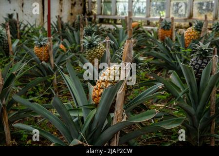 Ananas nella piantagione tradizionale della serra delle Azzorre. Un frutto di ananas a fuoco selettivo. Isola di São Miguel nell'arcipelago delle Azzorre. Foto Stock