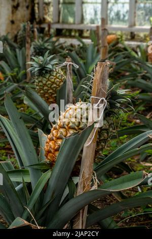 Serra tradizionale delle Azzorre piantagione di ananas. Un frutto di ananas a fuoco selettivo. Isola di São Miguel nell'arcipelago delle Azzorre. Foto Stock