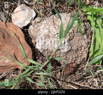 Vedi il campione di roccia fossile che mostra un corpo verde di roccia indurita di un salamandro o rana. Guarda la testa e il corpo sulla roccia grigia. Trovato in Shell, WY. Foto Stock