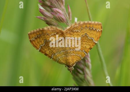 Una falena gialla, Camptogramma bilineata, che riposa su semi di erba in un prato. Foto Stock