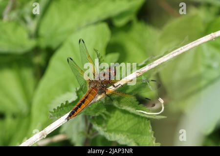 Una caccia scarce Chaser Dragonfly, Libellula fulva, che si aggirano su una pianta che cresce ai margini di un fiume. Foto Stock