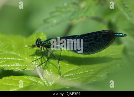 Un maschio bella Demoiselle Damselfly, Calopteryx virgo, che si posano su una foglia al bordo di un fiume che mangia un insetto che ha appena catturato. Foto Stock