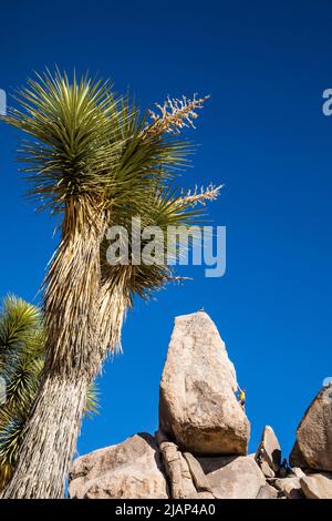 Arrampicatori di roccia nel parco nazionale di Joshua Tree sul headstone vicino al campeggio di Ryan. Foto Stock