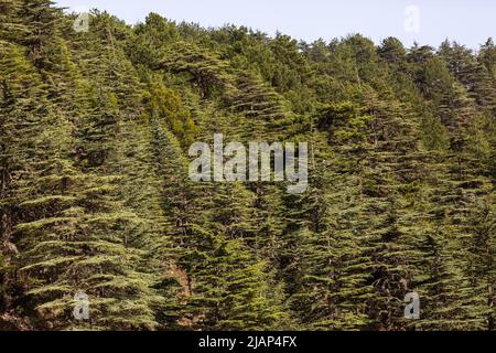 Primo piano di foresta di cedro Foto Stock