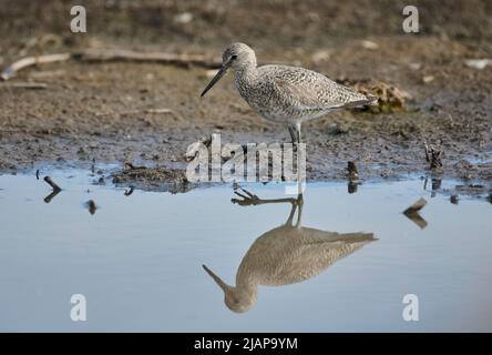 Willet (Catoprophorus semipalmatus) foraggio lungo il bordo del lago, Frank Lake, Alberta, Canada Foto Stock