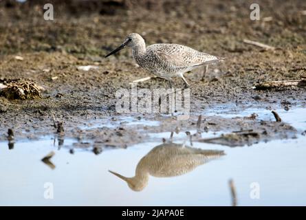 Willet (Catoprophorus semipalmatus) foraggio lungo il bordo del lago, Frank Lake, Alberta, Canada Foto Stock