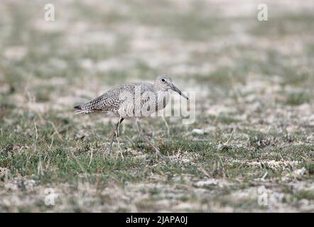 Willet (Catoprophorus semipalmatus), lago Frank, Alberta, Canada Foto Stock