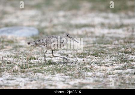 Willet (Catoprophorus semipalmatus), lago Frank, Alberta, Canada Foto Stock