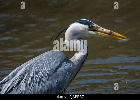 Un airone grigio (Ardea cinerea) strappa un pesce sfortunato dall'acqua. Preso a Barnes Park, Sunderland, Regno Unito Foto Stock