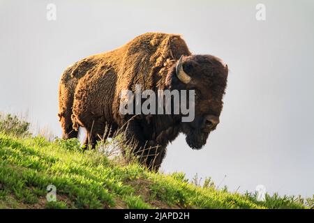 Bisonte, parco nazionale di Yellowstone. Wyoming, Stati Uniti d'America. Yellowstone ospita centinaia di specie animali. Il bisonte americano (bisonte), è una specie di bisonte originaria del Nord America. Bisonti sono spesso chiamati bufalo, anche se questo termine è usato anche per riferirsi ad altri bovini. E' una delle due specie di bisonte esistenti, accanto al bisonte europeo. Una versione unica e ottimizzata di un'immagine NPS, Credit: NPS/D.Restivo Foto Stock