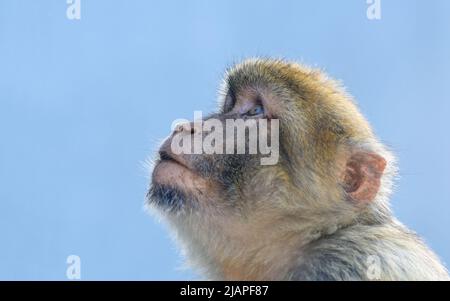 Un'Ape barbarica giovanile che guarda in alto, Gibilterra. Il macaco di Barbaria (Macaca sylvanus), noto anche come ape o magot di Barbaria, è una specie di macaco originaria delle montagne dell'Atlante dell'Algeria e del Marocco Foto Stock