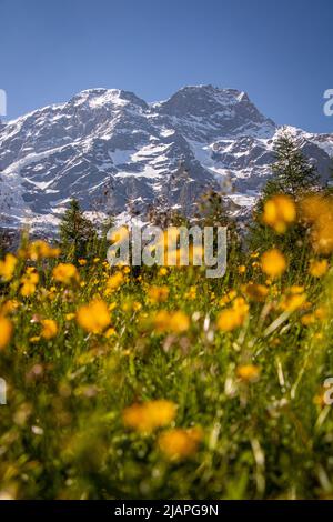 Paesaggio alpino italiano (Monte Rosa) Foto Stock