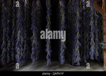 File di mazzi lunghi di lavanda viola che appende ad asciugare Foto Stock