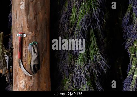 Grappoli viola di lavanda che appende per asciugare con attrezzi di raccolto Foto Stock